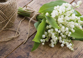 lily-of-the-valley.jpg.jpg