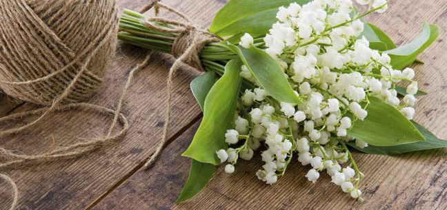 lily of the valley